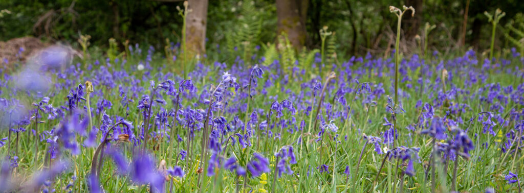 ©Alastair Ross. Copyrighted, alastairrossphotography.co.uk, chafer wood, chafer woods, cliff hosue holiday cottages, country walks, ebberston, holiday cottages, holidaycottagesinyorkshire.com, landscape photography, netherby dale, peak district, photography, self catering, walk, walking, walks, bluebells, bluebell, english bluebell