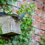 nuthatch, cliff house, nature, magnfication post, mag post, holidays, nature, stayatcliff, yorkshire, self catering, holiday accommodation, welcome to yorkshire,