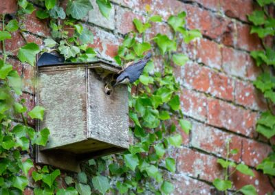 nuthatch, cliff house, nature, magnfication post, mag post, holidays, nature, stayatcliff, yorkshire, self catering, holiday accommodation, welcome to yorkshire,