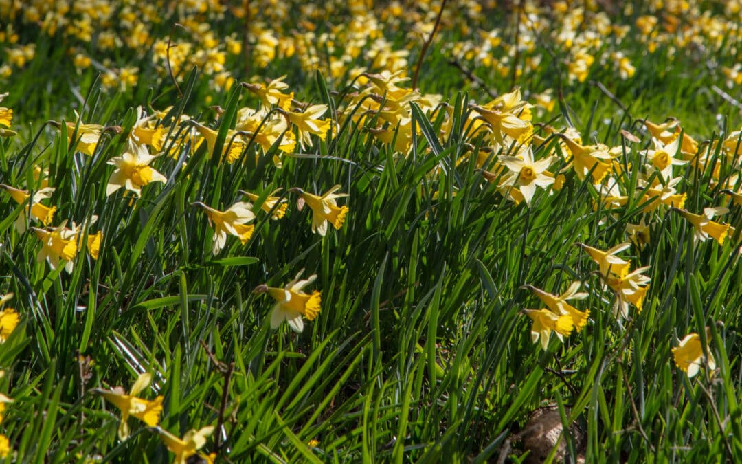 Farndale – the Daffodil Valley