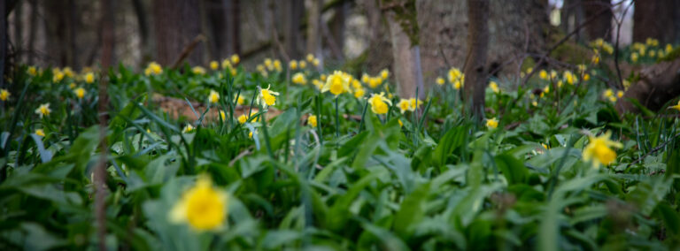 ©Alastair Ross. Copyrighted, alastairrossphotography.co.uk, cottages with swimming pool, daffodil, daffodil valley, daffodils, day trips, days out, farndale, holidays, landscape photography, peak district, photography, ryedale, self catering, visit yorkshire, walking, walking friendly, walkshire, walkshiremoors, welcome to yorkshire, what to do. visit ryedale, yorkshire
