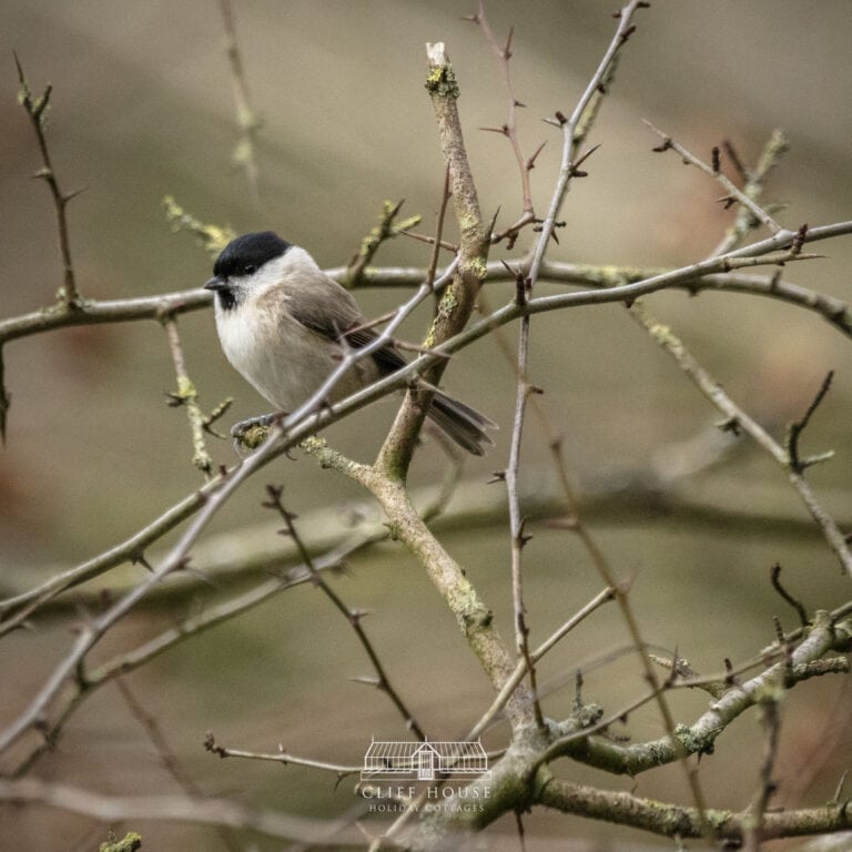blue tit, great tit, long tailed tit, willow tit, great yorkshire forest, dalby forest, chafer wood, self catering,