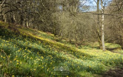 More than just Farndale for daffodils