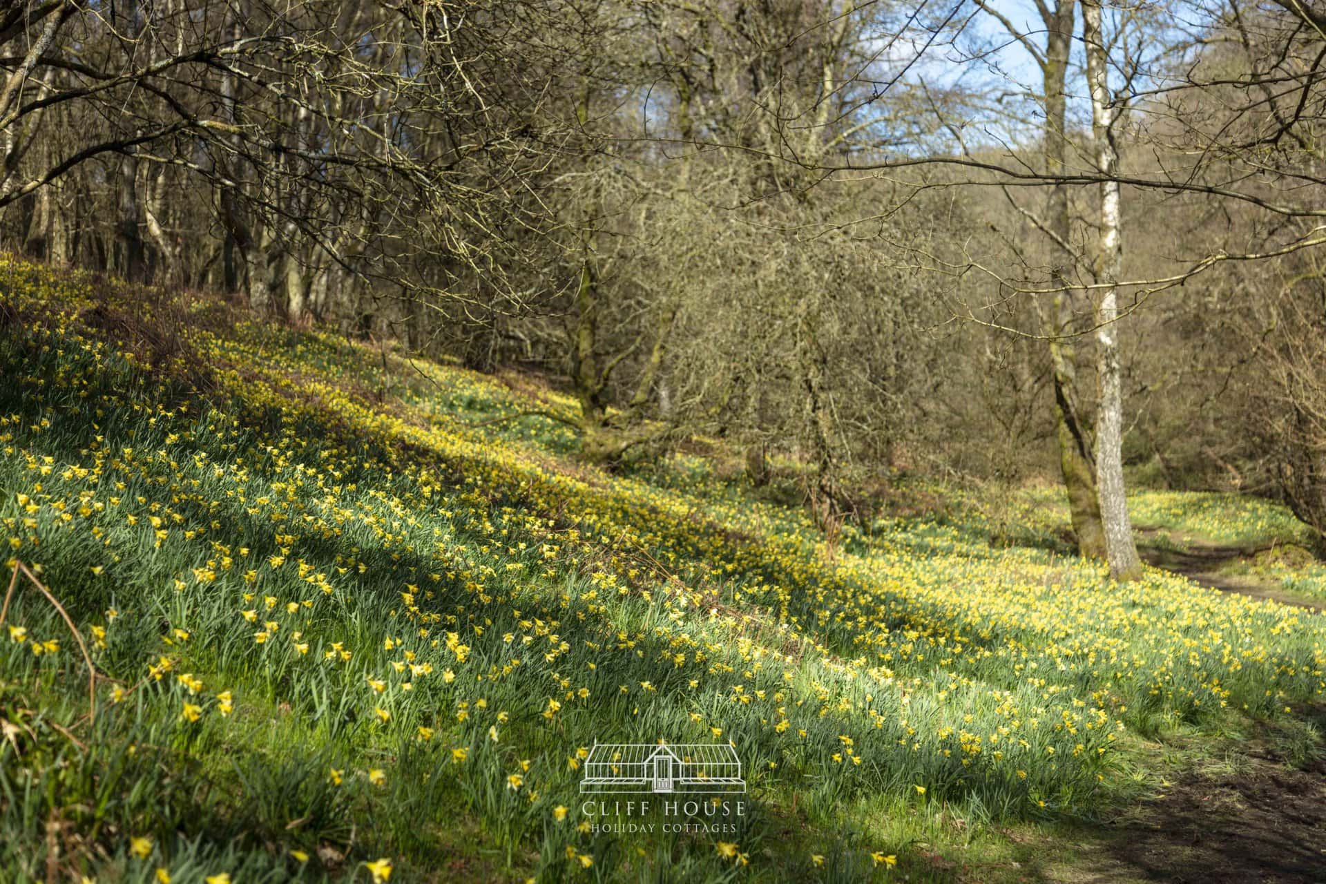 More than just Farndale for daffodils Holiday Cottages in Yorkshire