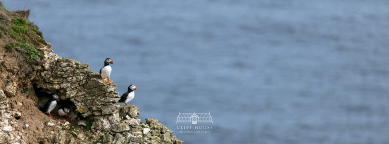 bird watching, puffins, gannets, razorbill, rspb bempton cliffs, rspb