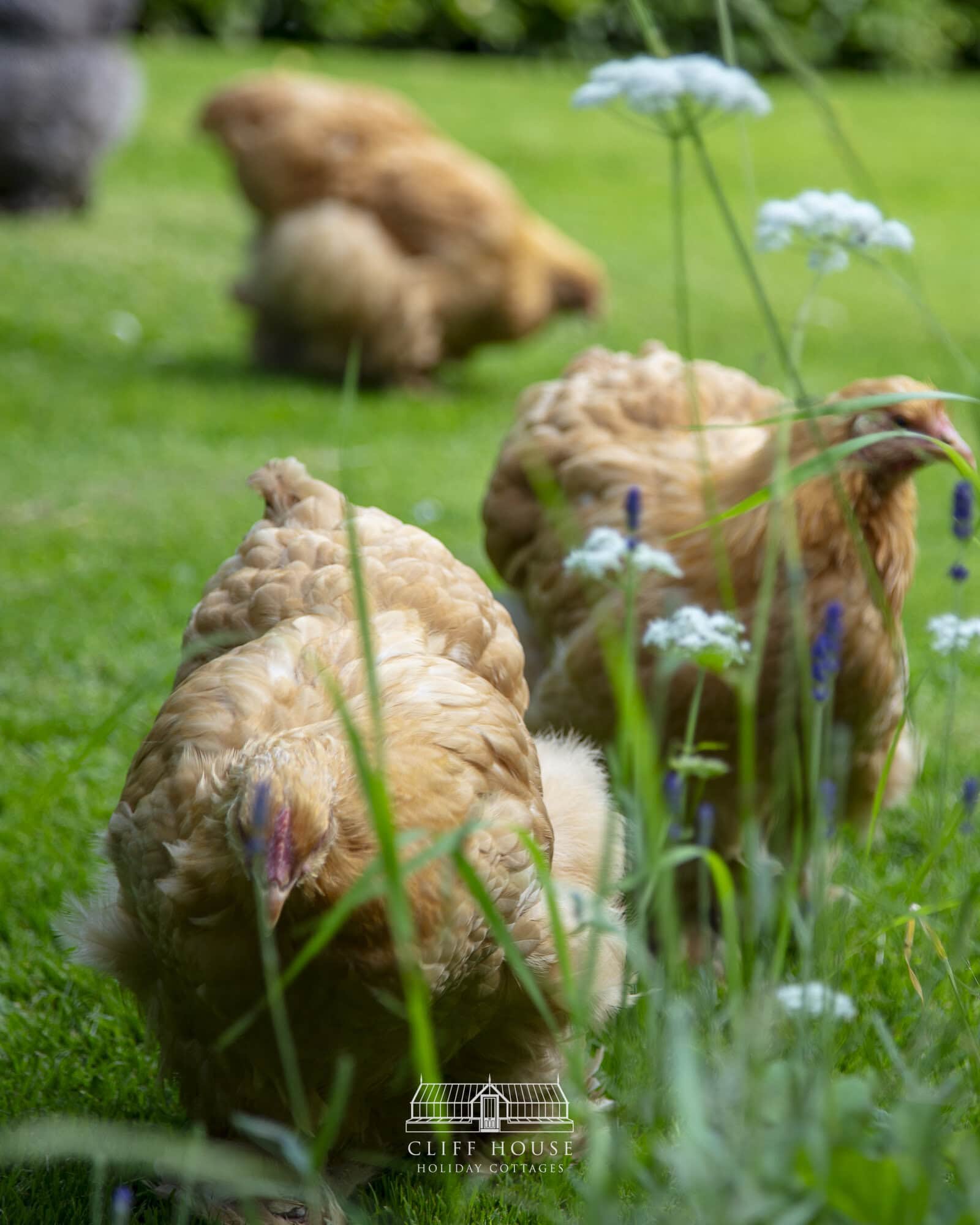 chickens exploring our 2 acres of gardens