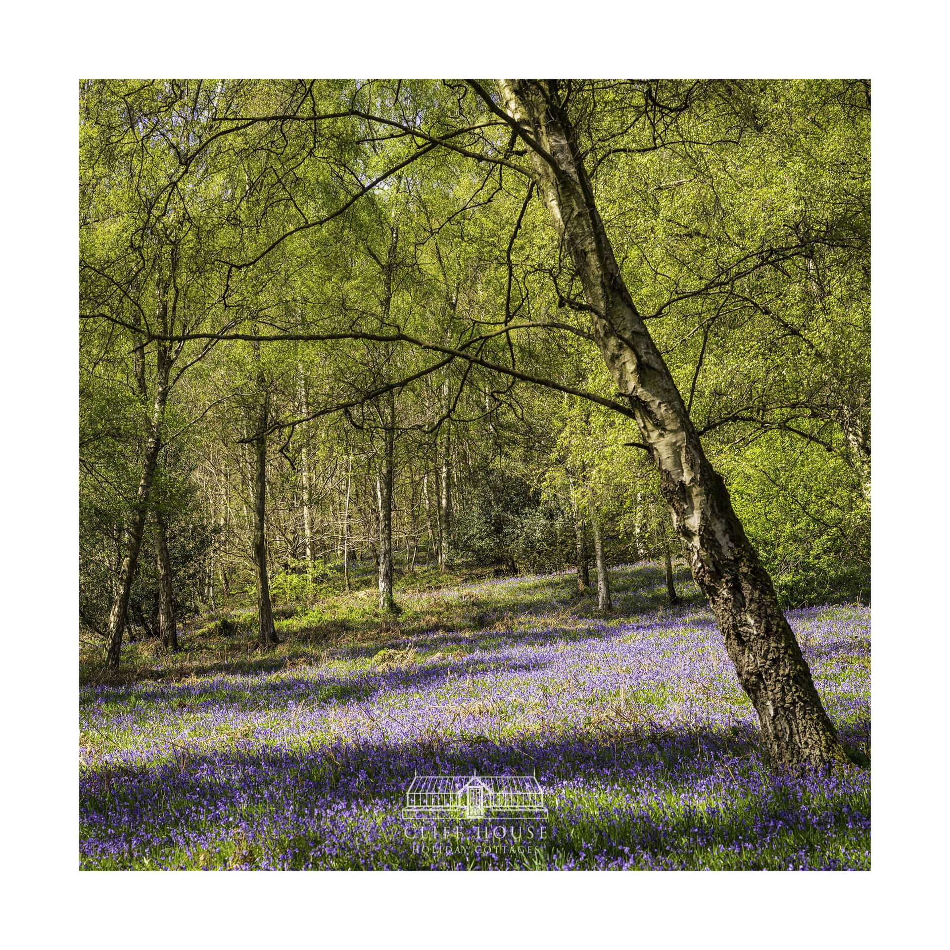 scarborough races 1 of 3 cliff house holiday cottages bluebells north yorkshire cliff house walking