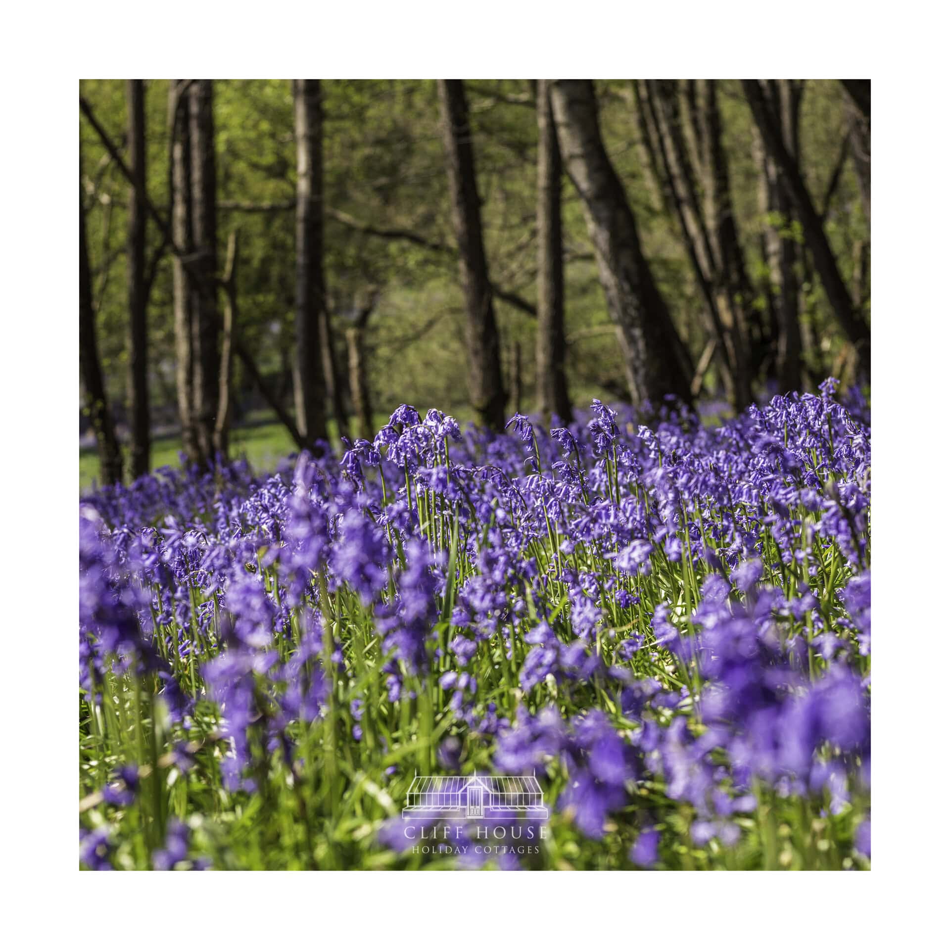 Bluebell Walks in North Yorkshire