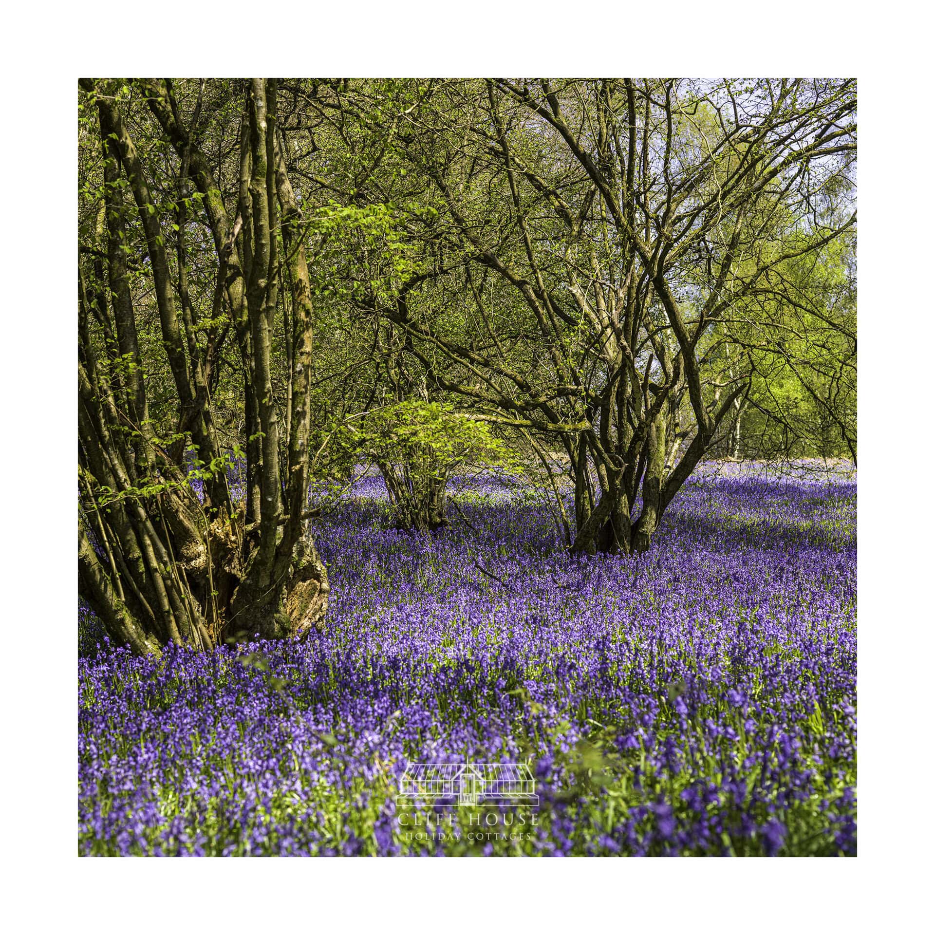 scarborough races 3 of 3 cliff house holiday cottages bluebells north yorkshire cliff house walking