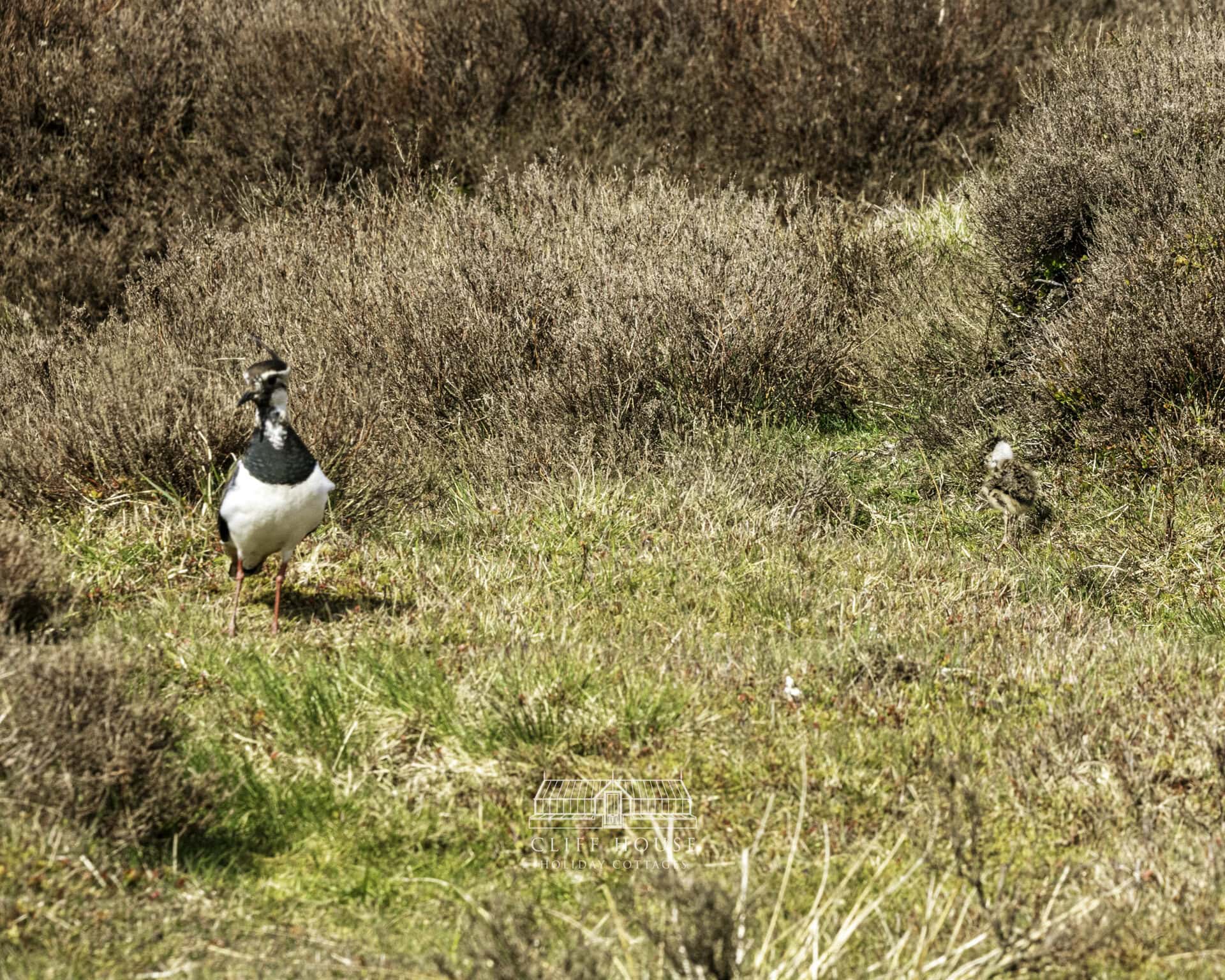 Birdwatching on the North York Moors | Lapwings and Wildlife