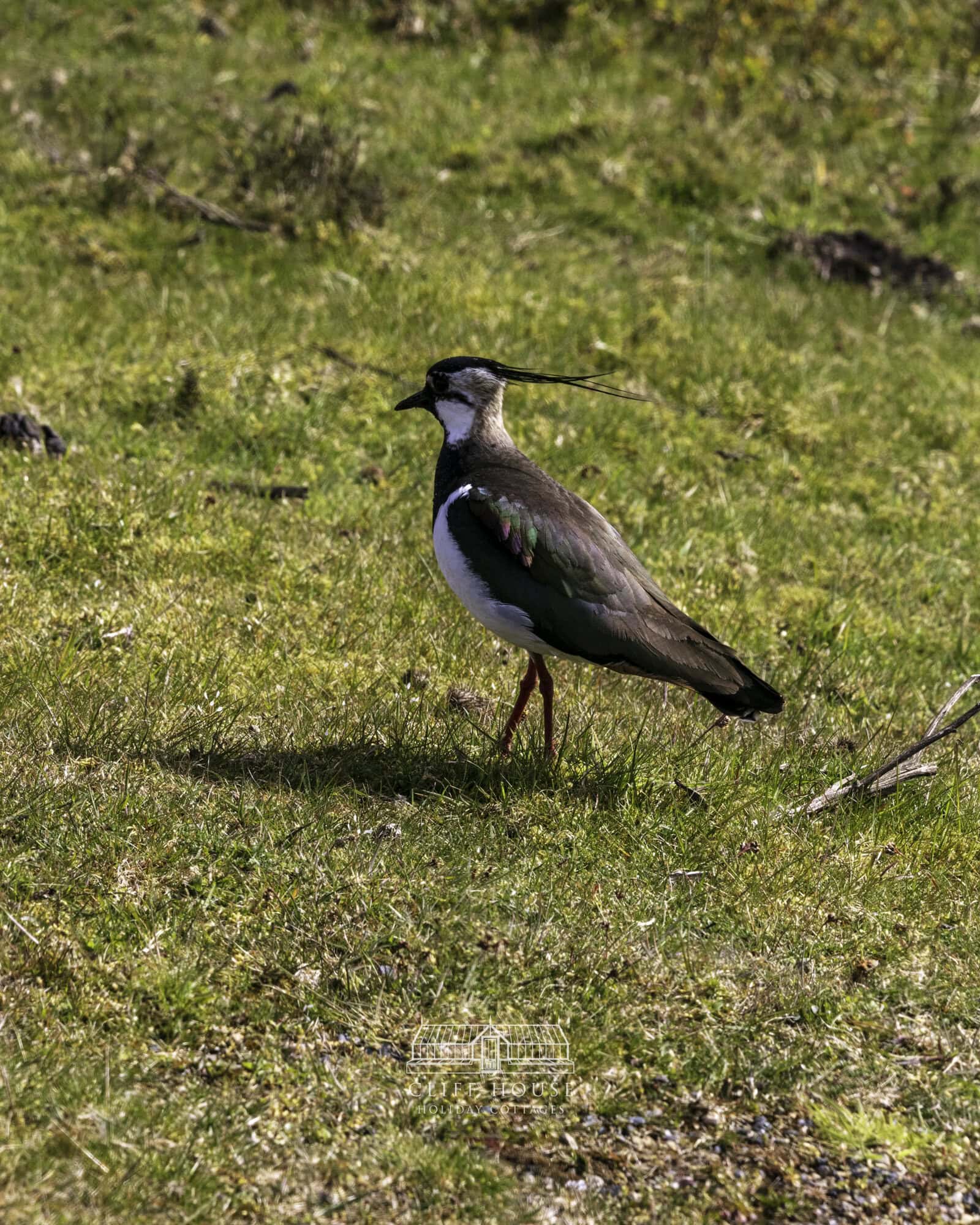 north york moors bird watching 1 of 3 cliff house holiday cottages lapwing standing in grassland on the north york moors during breeding season with open countryside in the background