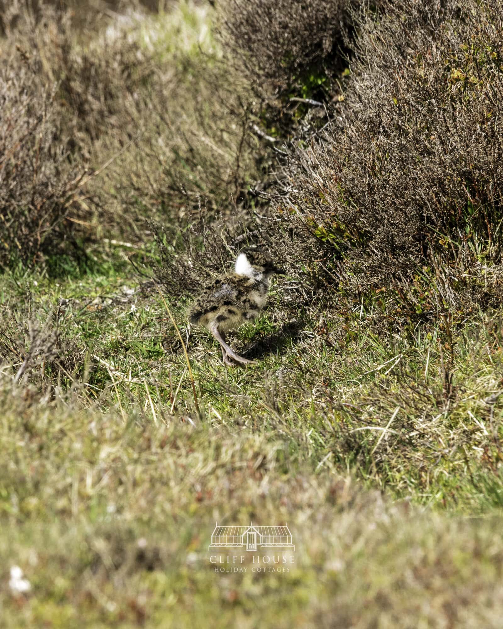 north york moors bird watching 3 of 3 cliff house holiday cottages lapwing standing in grassland on the north york moors during breeding season with open countryside in the background